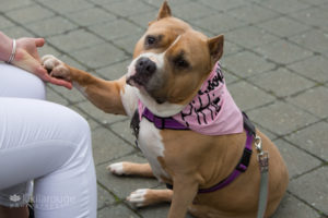 Tan and white pit type dog with purple harness and pink bandana
