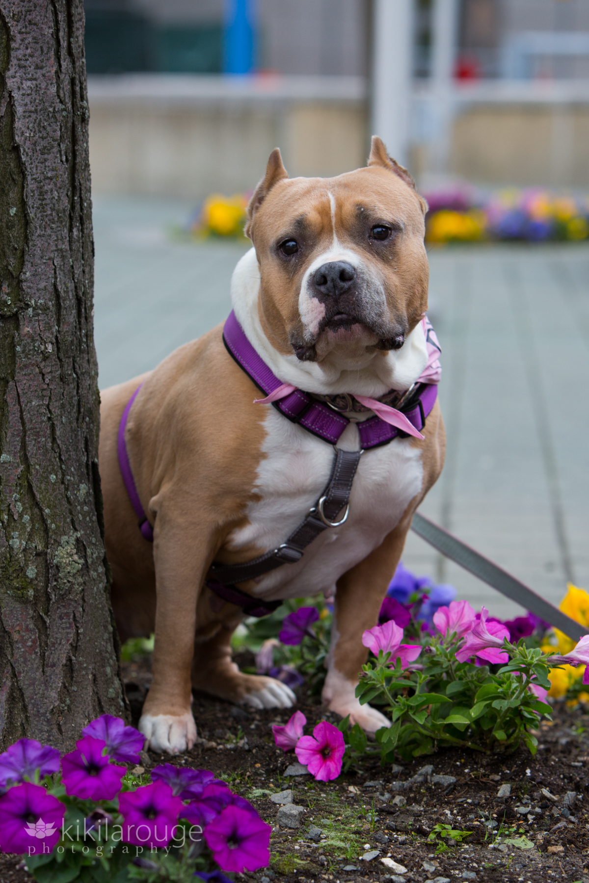 Tan and white pit type dog with purple harness and pink bandana