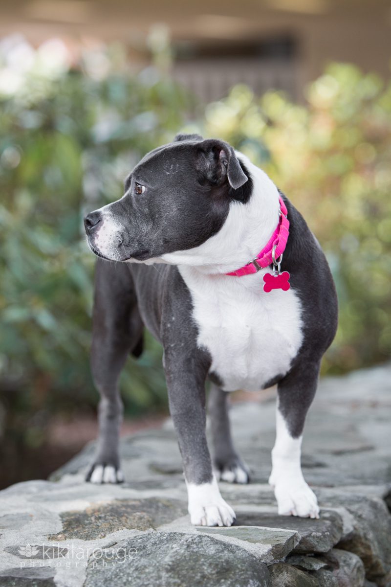 Gray and white pit mix on stone wall