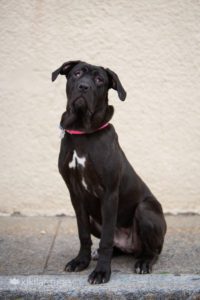Black Cane Corso Mix Rescue Dog