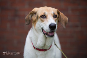 White and beige coon hound mix rescue dog