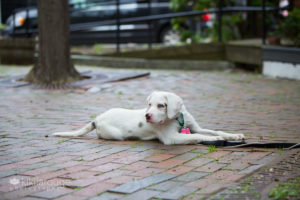 Blind and deaf white aussie shepherd mix puppy rescue