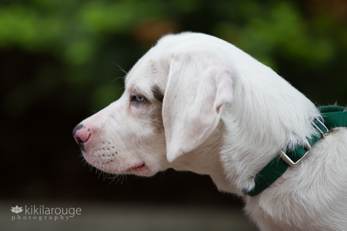 Blind and deaf white aussie shepherd mix puppy rescue
