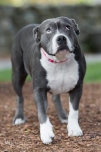Sweet little gray and white pit mix rescue dog pink collar