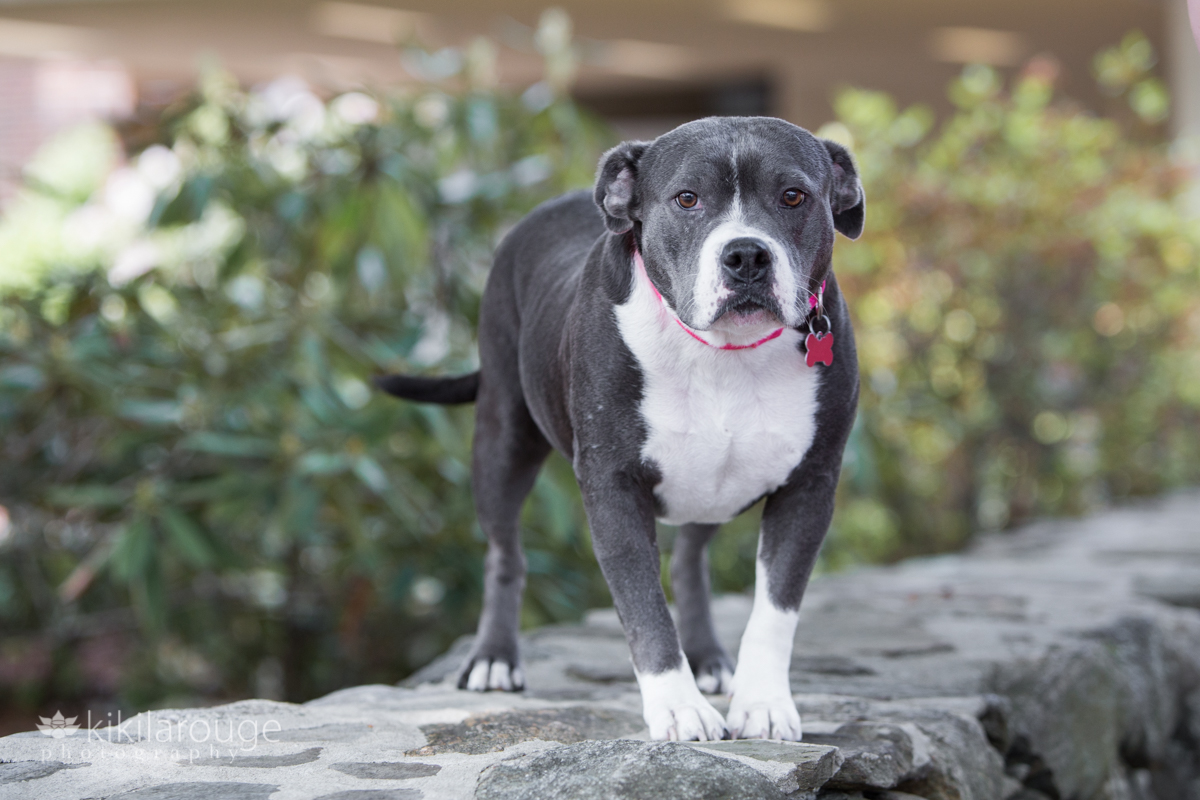 Sweet little gray and white pit mix rescue dog pink collar