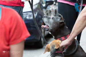 Senior pit mix rescue dog at adoption event