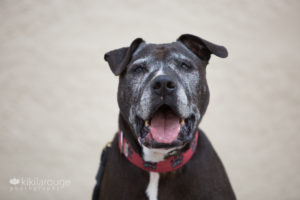 Senior pit mix rescue dog at adoption event