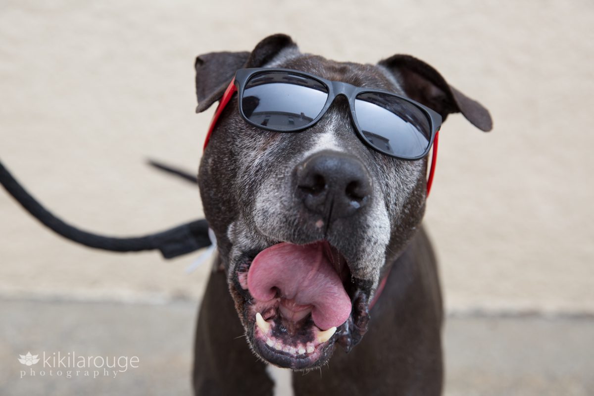 Senior pit mix rescue dog at adoption event with LHK9 sunglasses