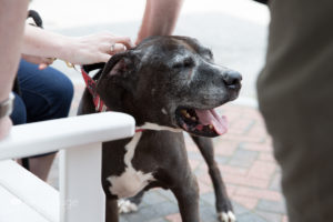 Senior pit mix rescue dog at adoption event