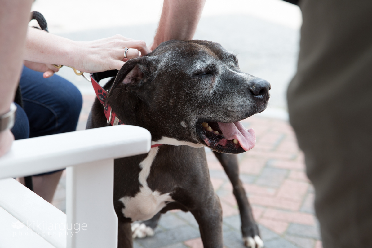 Senior pit mix rescue dog at adoption event