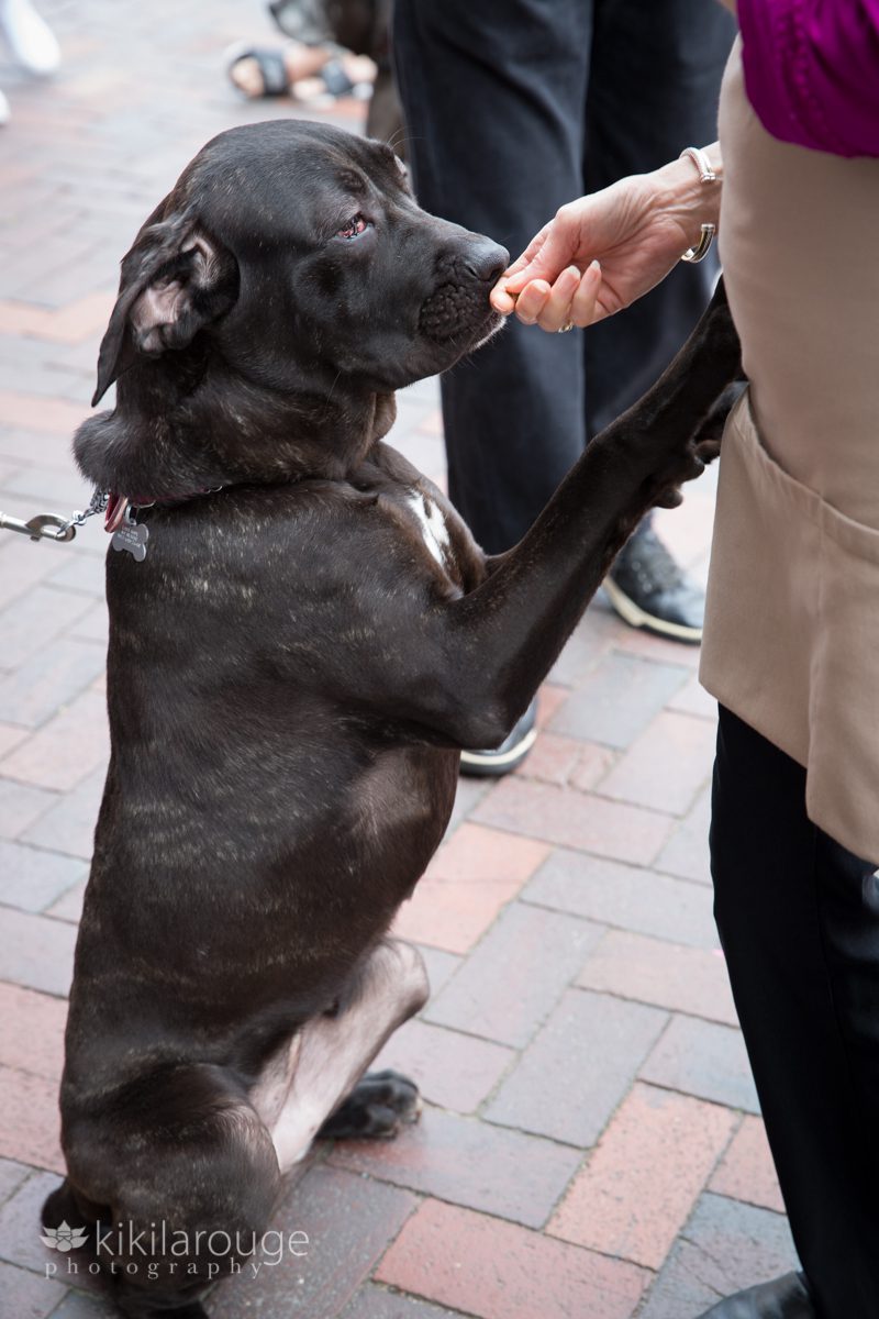 Black Cane Corso Mix Rescue Dog getting treats