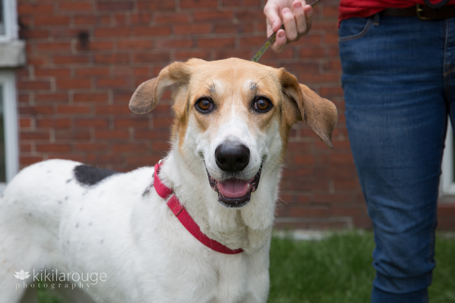 White and beige coonhound rescue mix with red collar