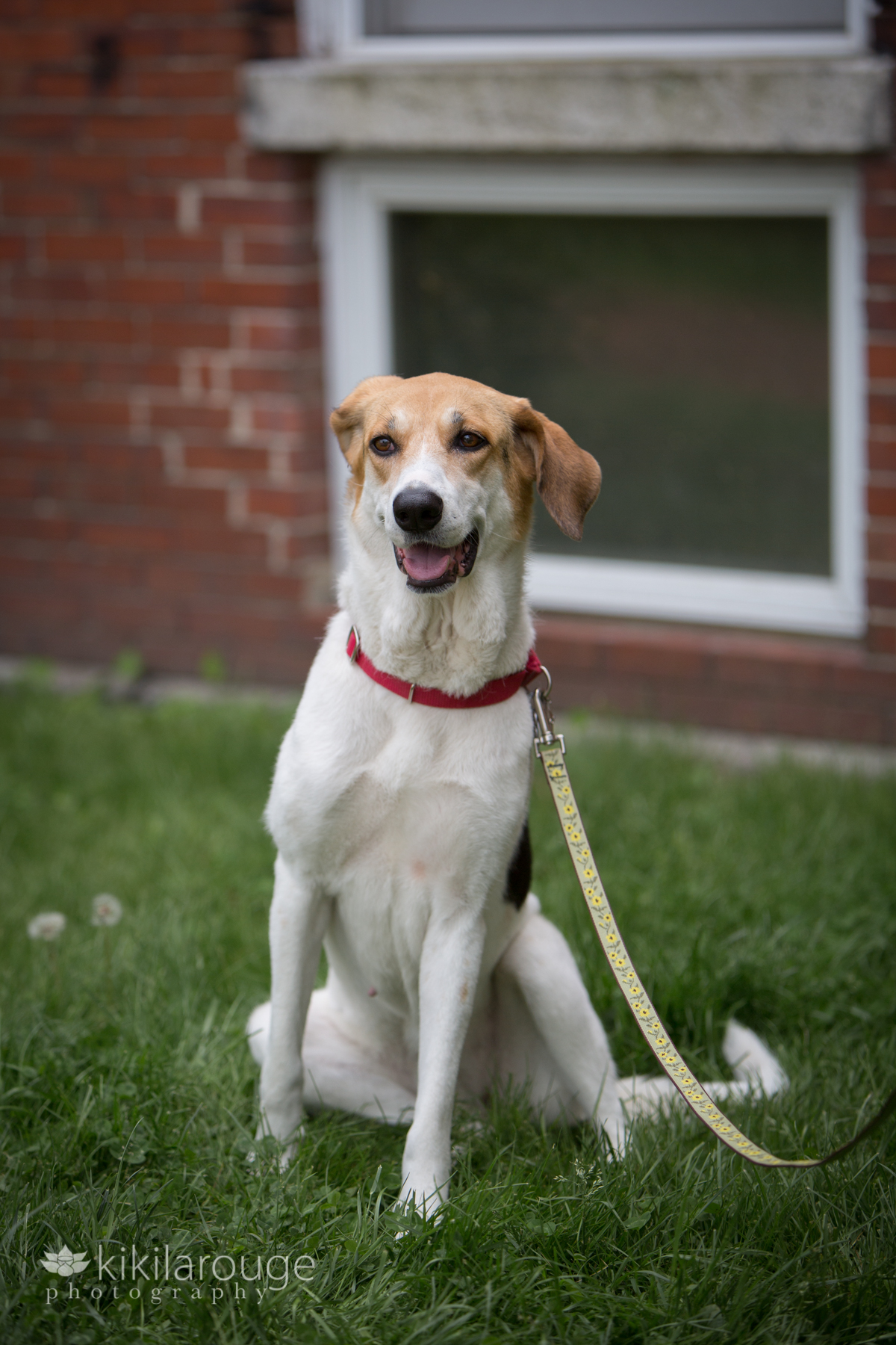 White and beige coonhound rescue mix with red collar sitting in grass with brick wall