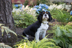 King Charles Cavalier in garden by tree