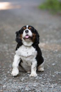 King Charles Cavalier on gravel sticking tongue out