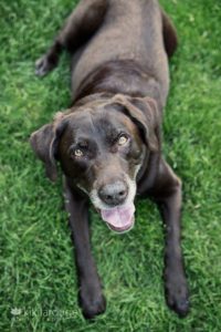 Chocolate lab with bright green eyes in grass