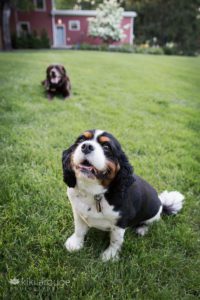 King Charles Cavalier and Chocolate lab in grass by barn