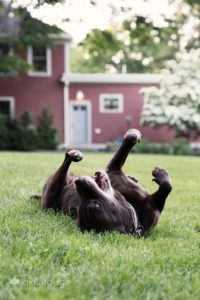 Chocolate lab rolling in the grass with red house in backdrop