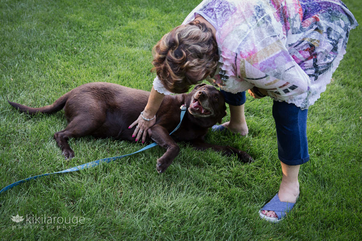 Lab looking up at Mom rubbing his belly