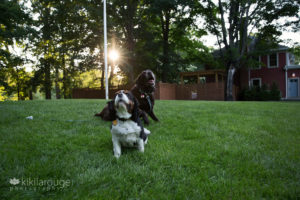 King Charles Cavalier and Chocolate lab on grass at sunset