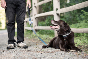 Chocolate lab on leash looking up at his dad