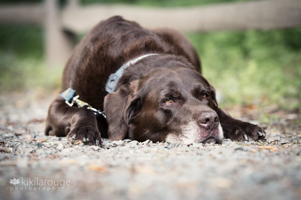 Chocolate lab laying on gravel road