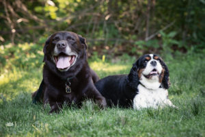 Chocolate lab and black and brown King Charles Cavalier in the grass