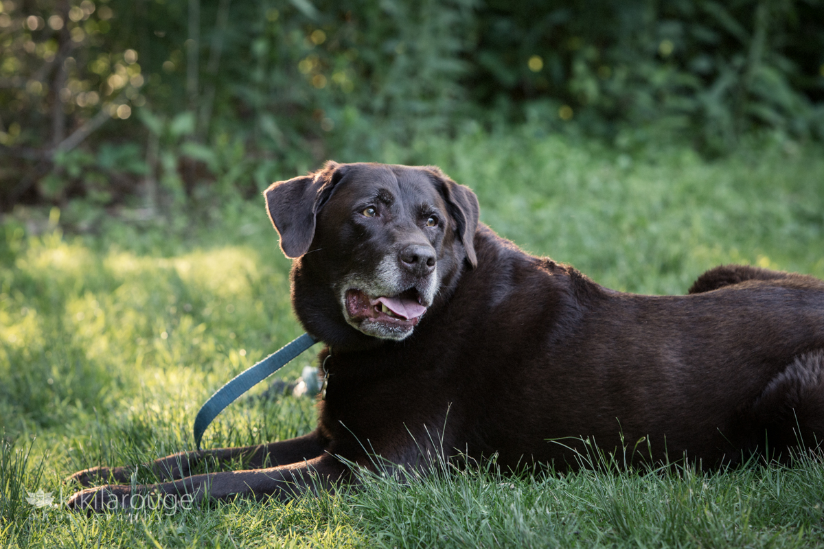 Chocolate lab looking back laying in grass