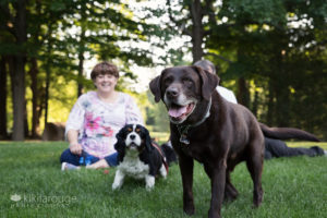 Chocolate lab walking towards camera