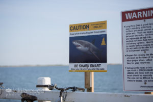 Sign at beach warning about white shark attacks