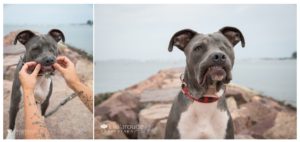One eyed bray pit bull on beach jetty