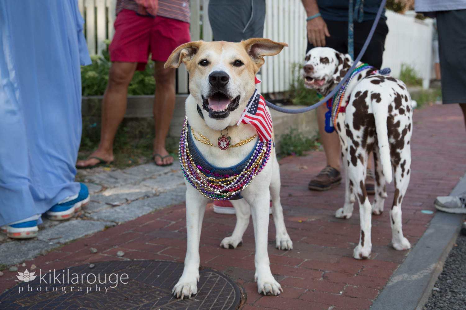 Dog at parade with beads and american flag