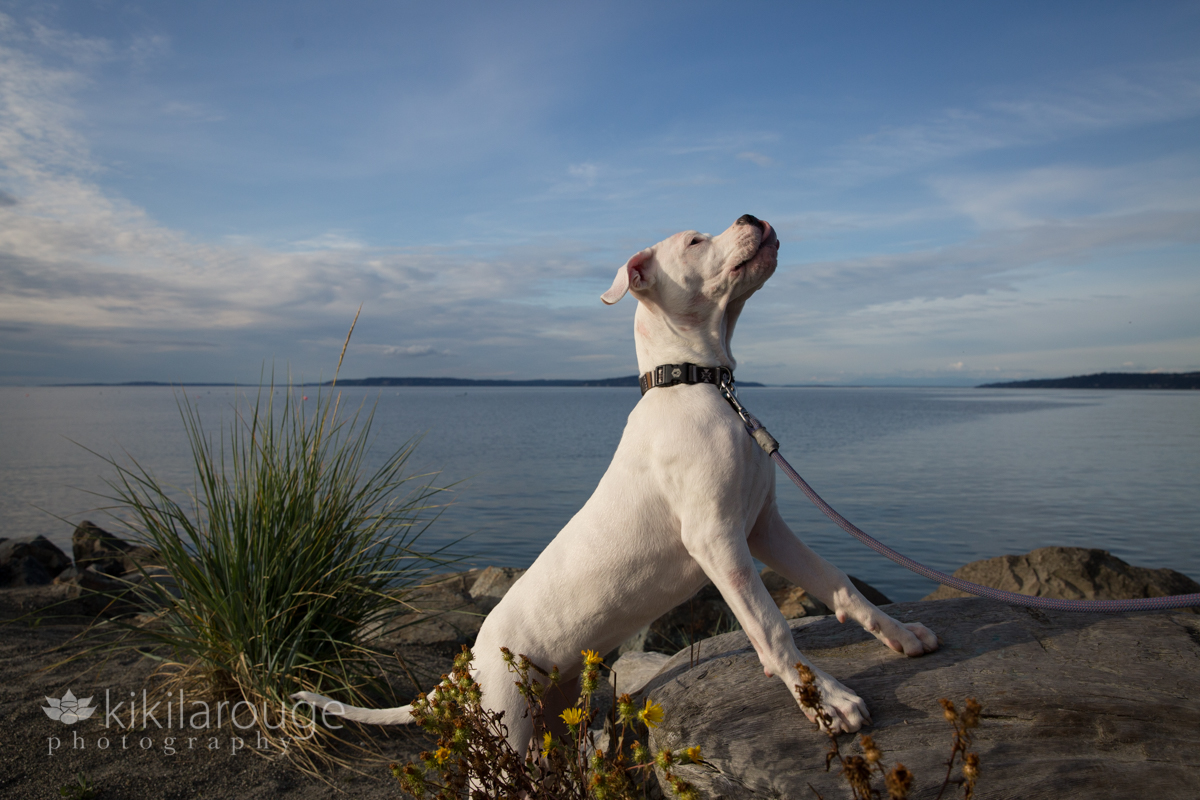White dog up on a rock looking up at skas