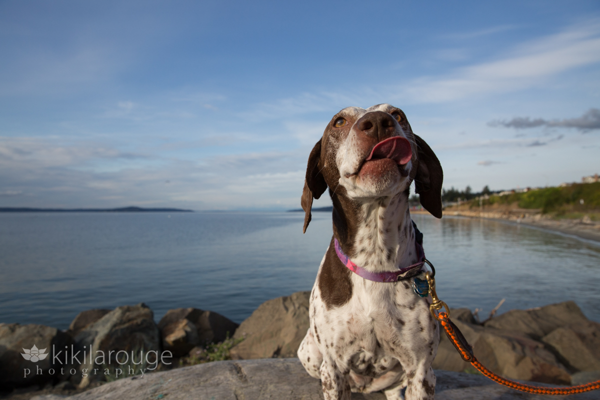 German Pointer dog with tongue out on rock at ocean