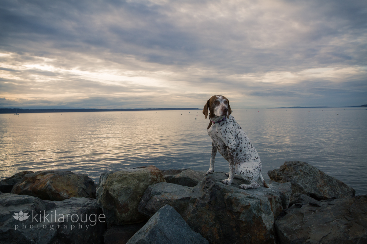 German Pointer dog on rocks at beach at sunset
