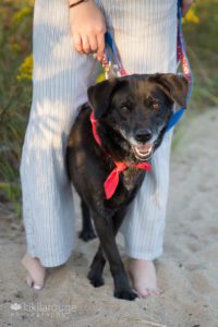 Black dog with red bandana in between owner's legs at beach