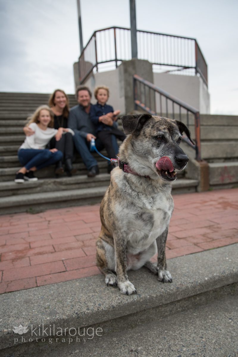 Brindle rescue dog with tongue out and family sitting on steps in backdrop