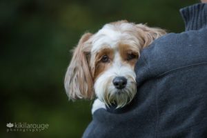 Portrait of havanese dog with owner