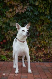 White pointer mix rescue dog in front of wall of leaves