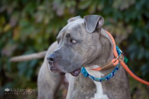 Light gray and brindle pit bull lookin off to side in front of leaf wall