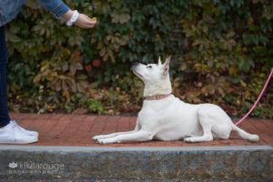 White pointer mix rescue on sidewalk looking up at person with a cookie