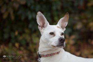 Portrait of white dog with big ears at leaf wall