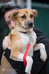 Nine month old puppy in arms of foster day