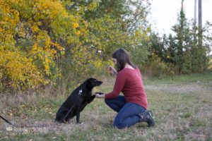 Woman training her dog paw with treat