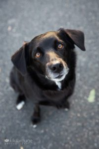 Portrait of a black dog with brown eyes looking up at camera