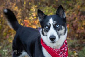 Black and white husky with blue eyes and red bandana in leaves