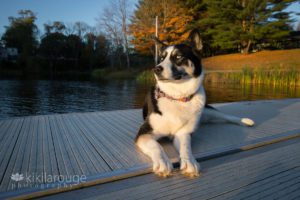 Husky dog looking into the sunset on pond dock