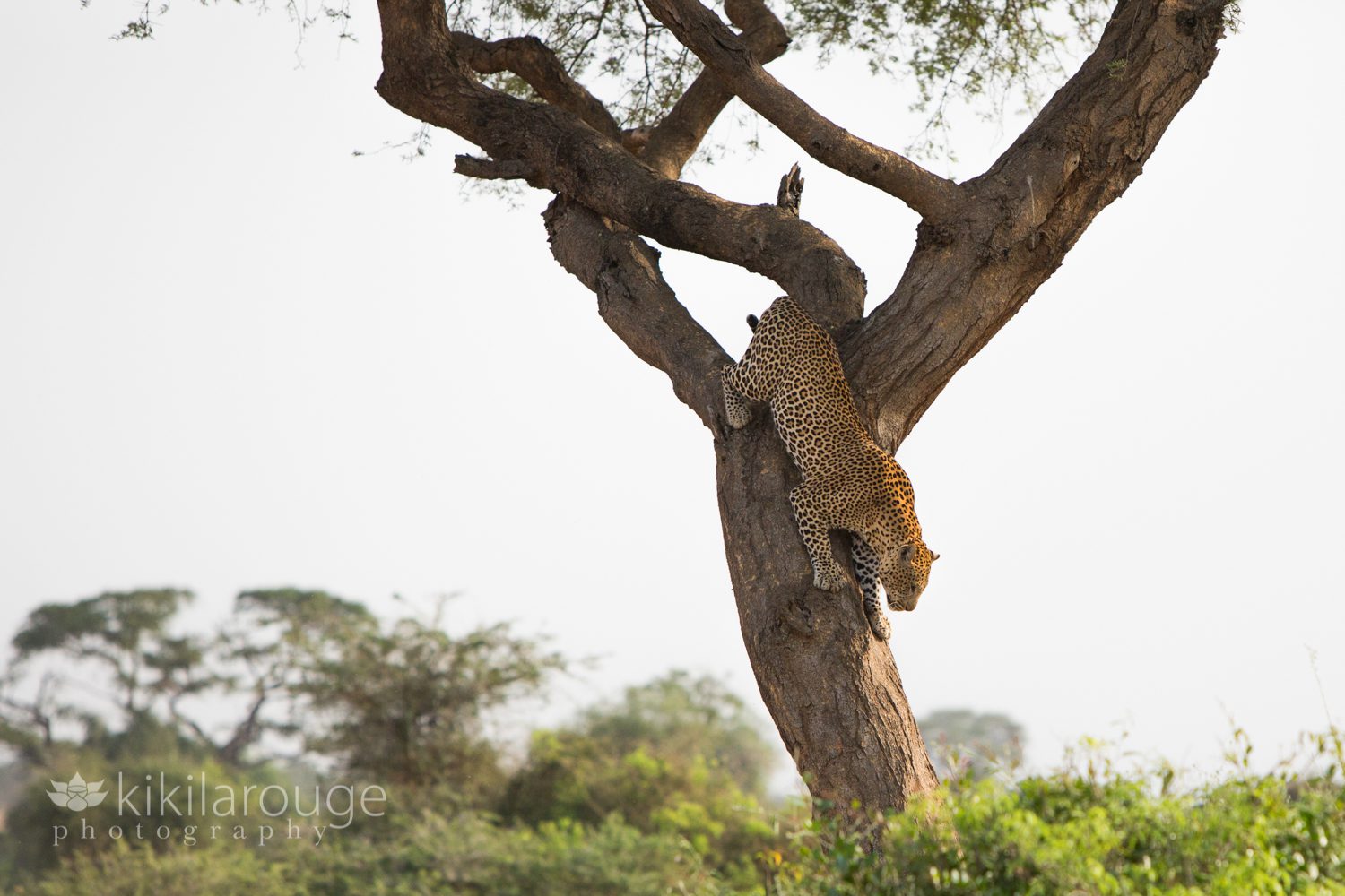 Leopard coming down a tree in Uganda