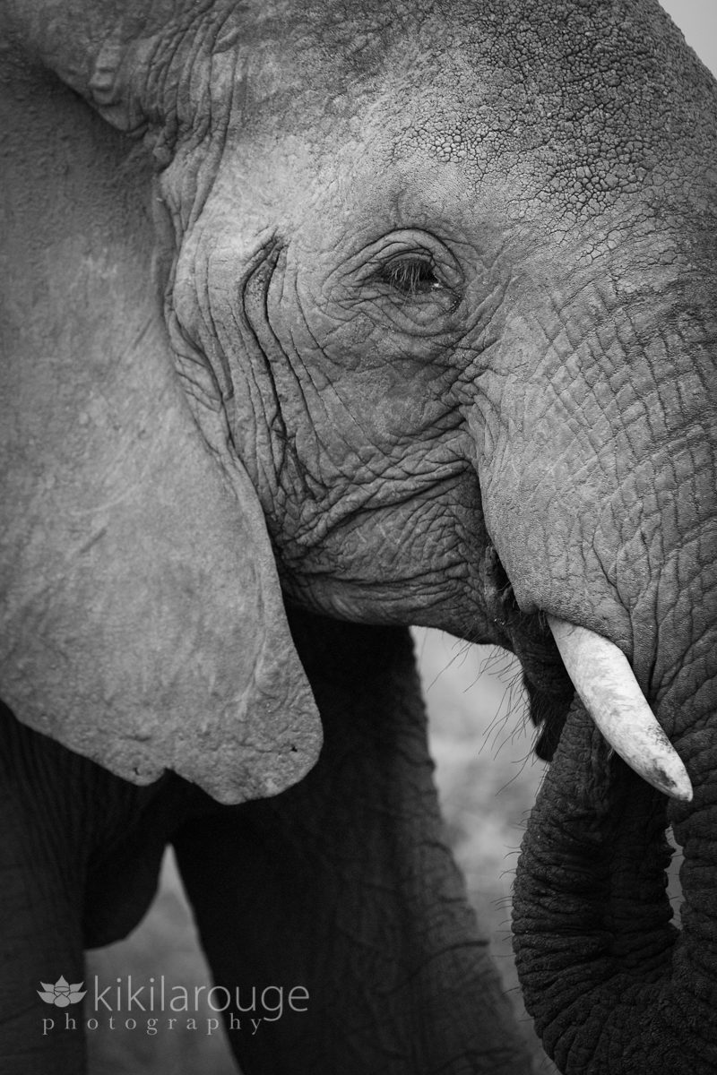 Close up portrait of elephant