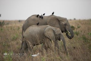 Adult and baby elephant in savannah with birds on their backs